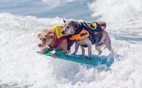 Dog Surfing Credit To Website