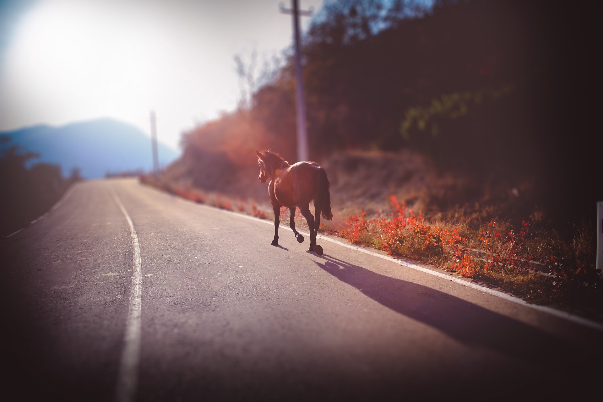 Night-MARE! Galloping horse stuns drivers on motorway in Spain’s Malaga