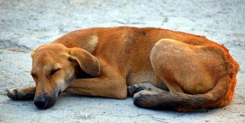 Animal abuse cases in Spain soared in 2021