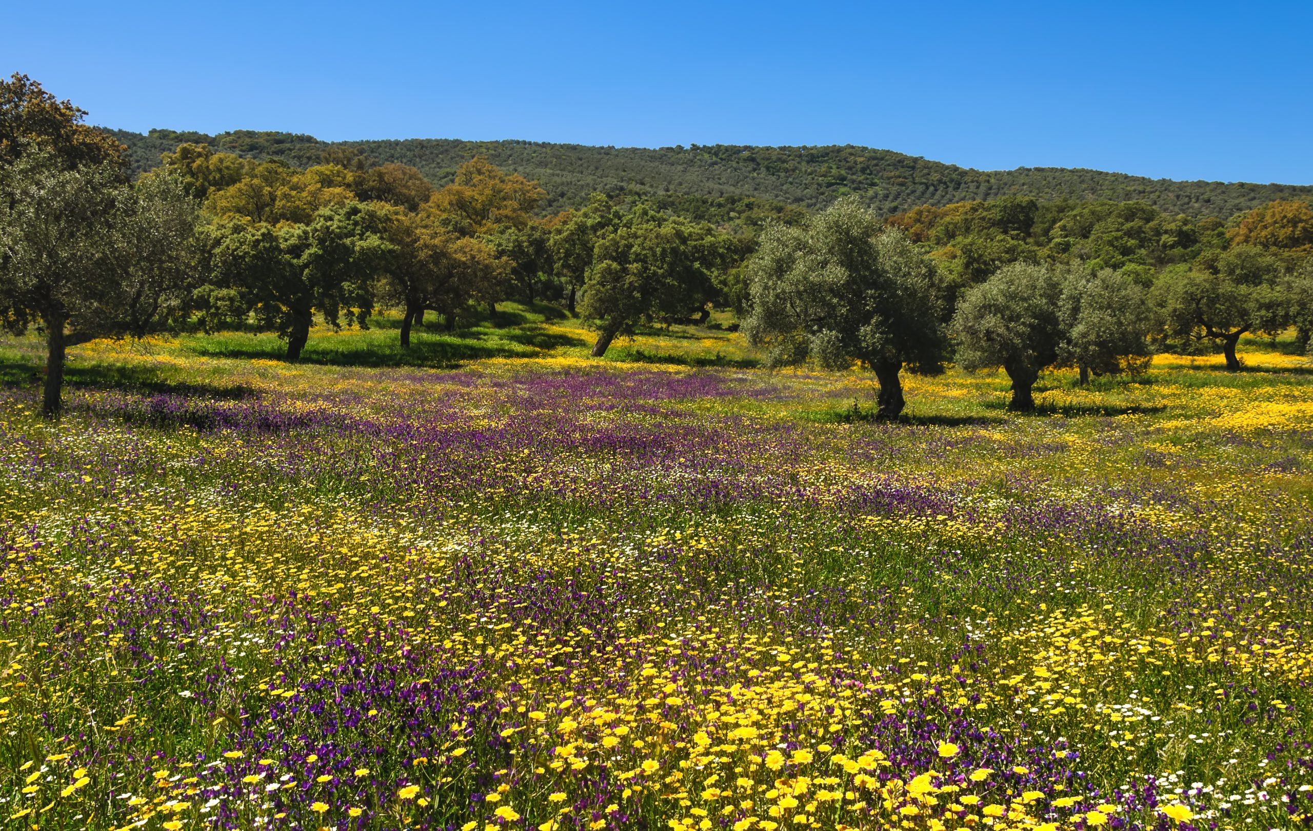 Colorful Spanish Meadow In Spring