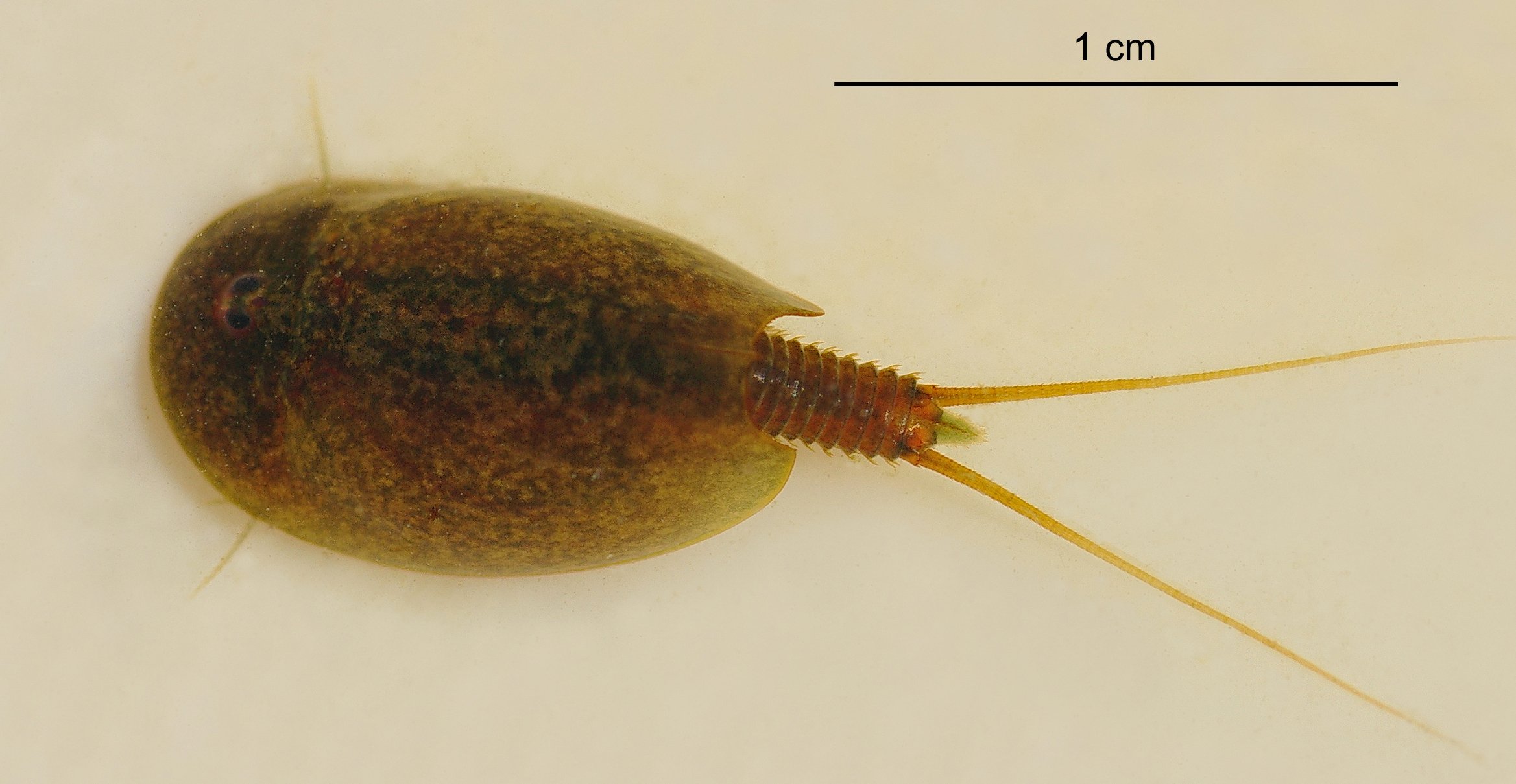 Tadpole Shrimp Wiki