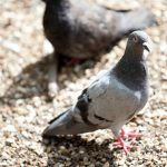 Child thieves lead wave of racing pigeon robberies in Alicante area of Spain