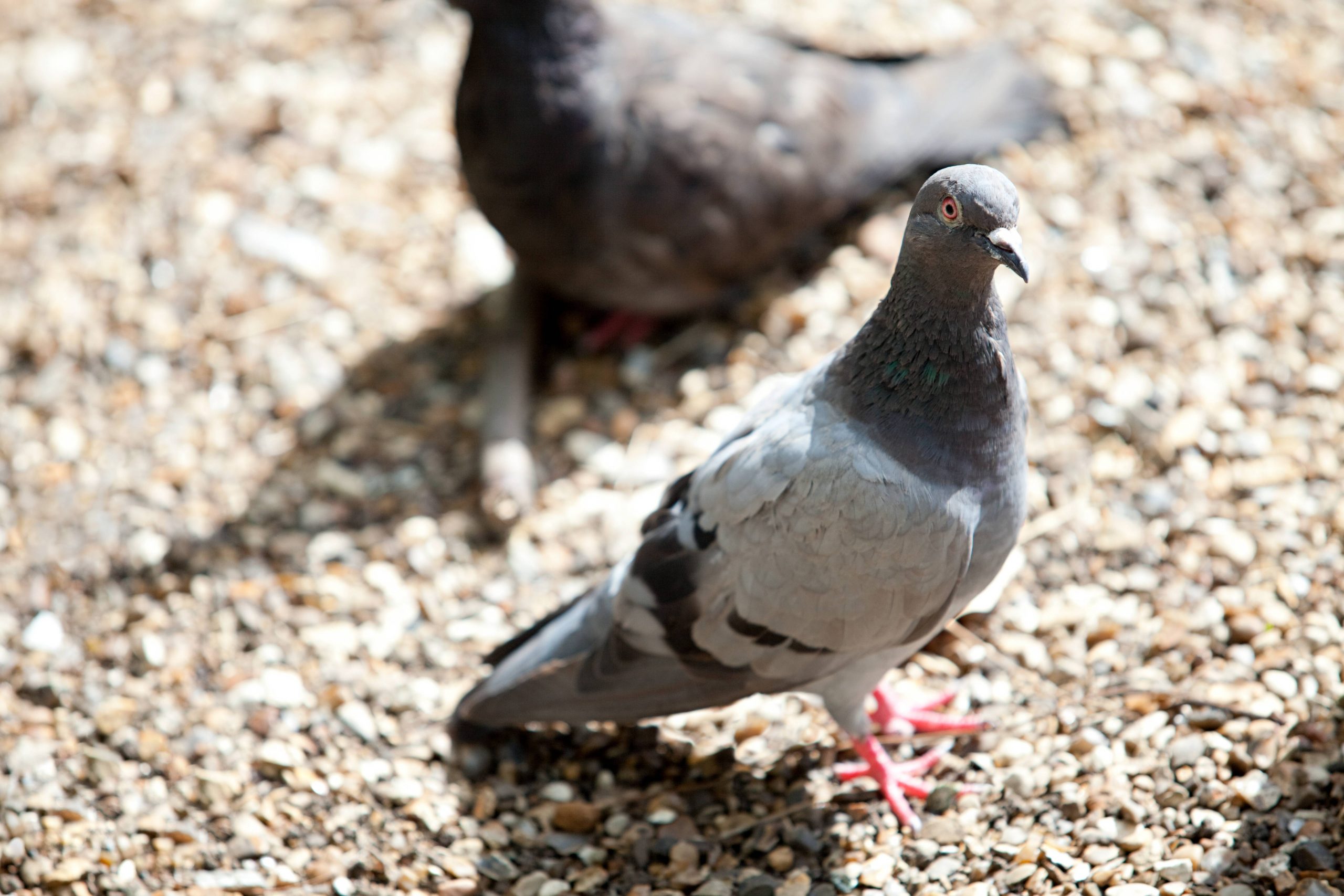 Child thieves lead wave of racing pigeon robberies in Alicante area of Spain