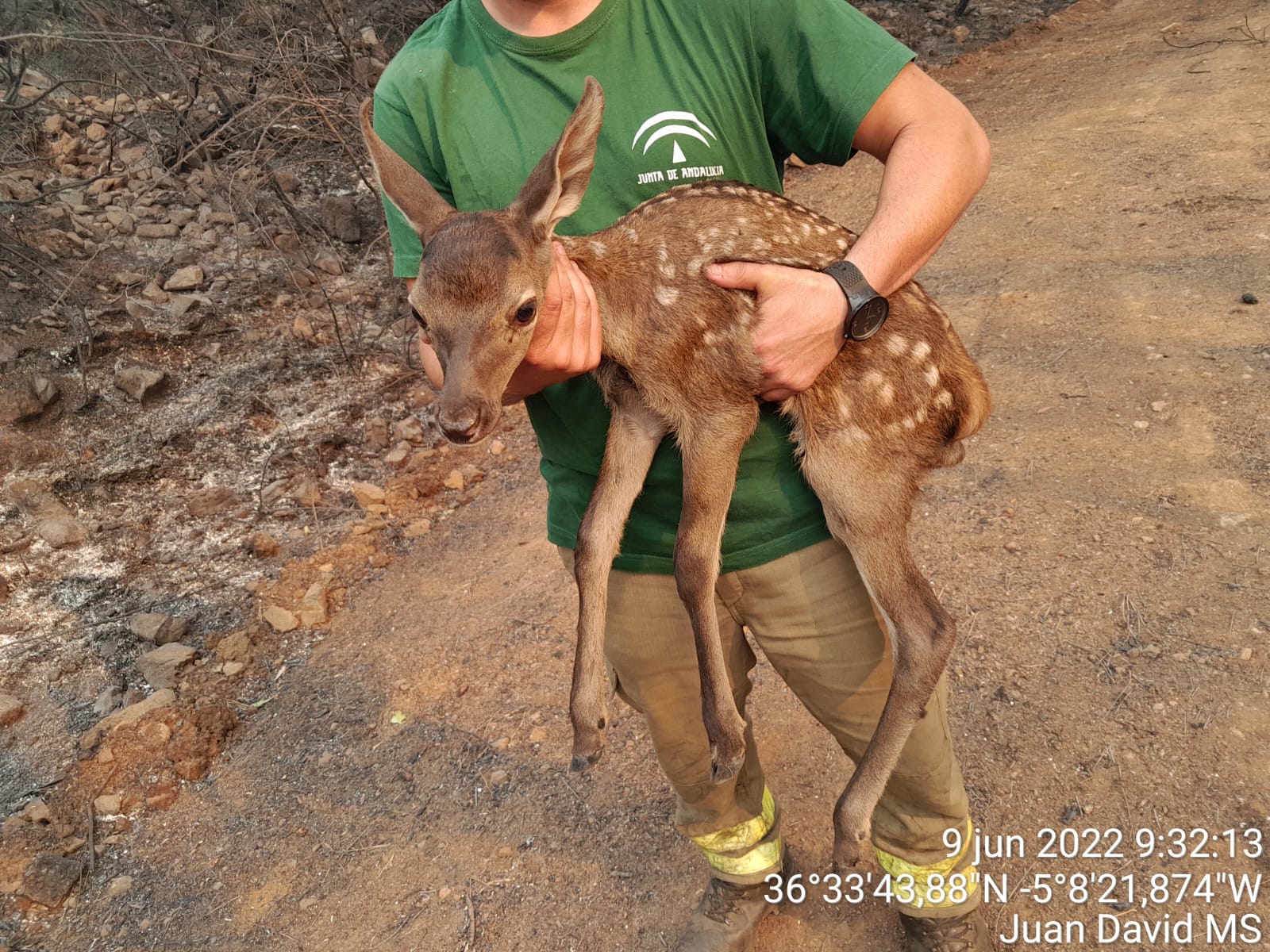 deer rescue wildfire infoca