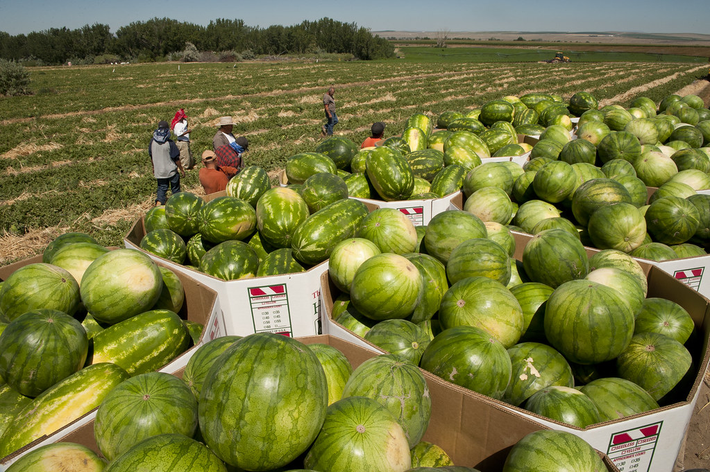 Watermelon Harvest Flickr