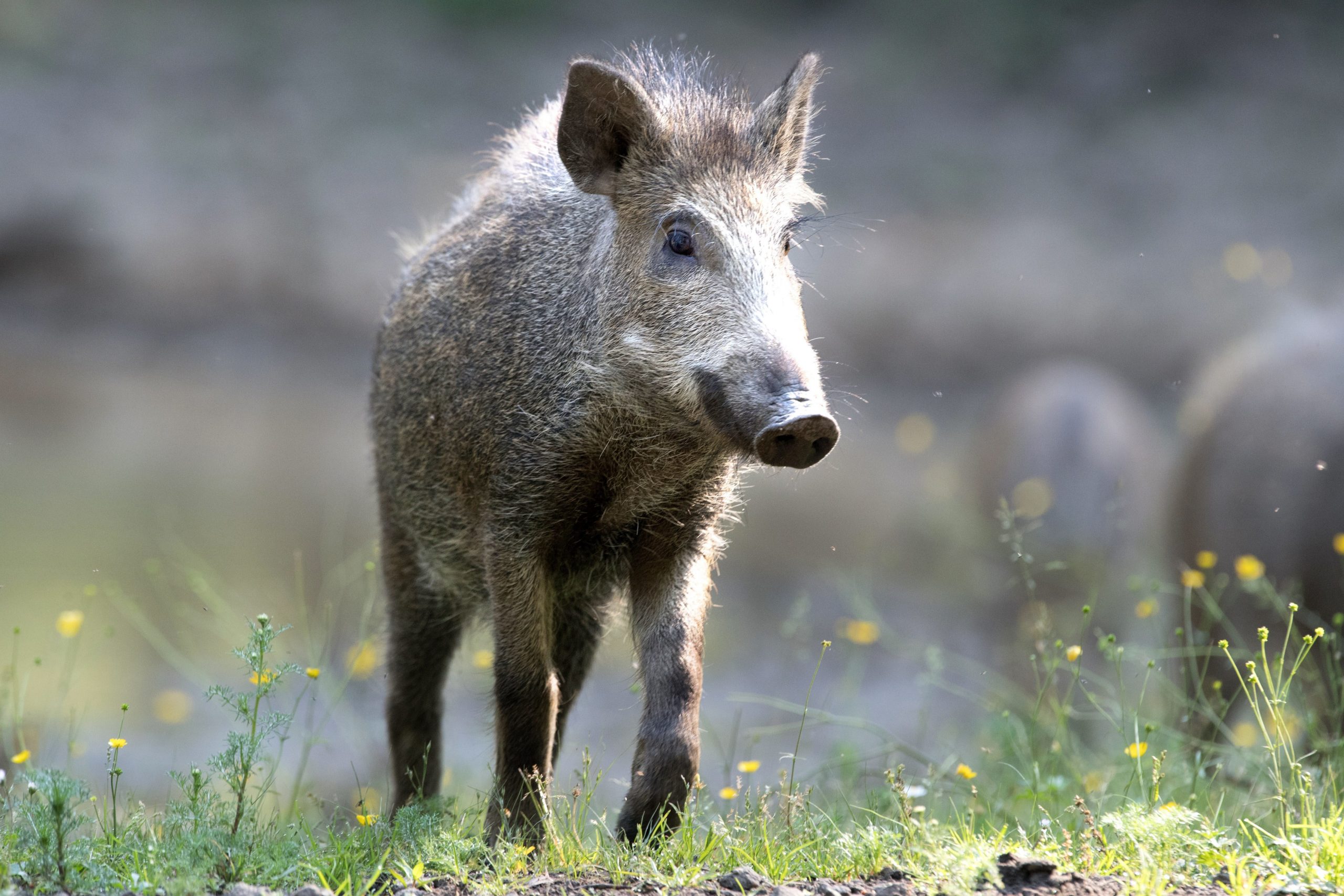 Wild boar causes panic on Costa Blanca beach in Spain and bites elderly woman