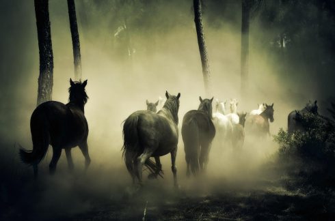 Horses