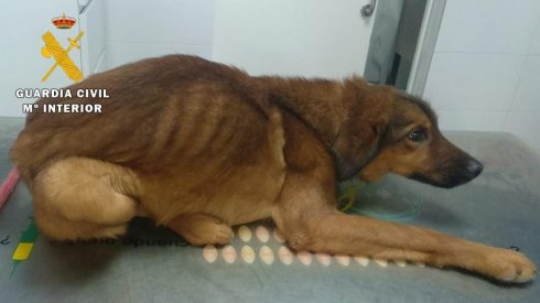 Perro Recogido Por La Guardia Civil Con Claros Sintomas De Haber Sufrido Maltrato