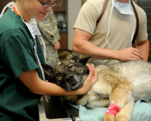 veterinary centre seeks foster families for pets of evacuated residents