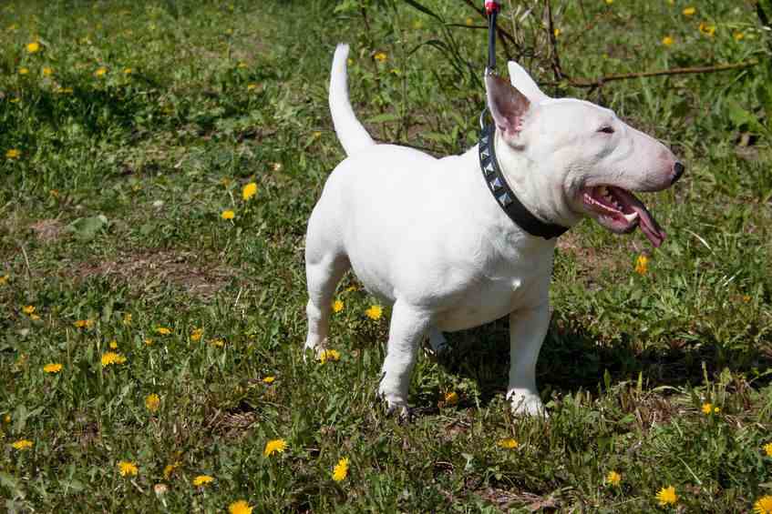 Baby Attacked And Bitten By Miniature Bull Terrier Dog Outside Bar In Spain's Valencia