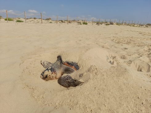 Loggerhead Turtle Lays 130 Eggs In Sands Of Costa Blanca Beach In Spain