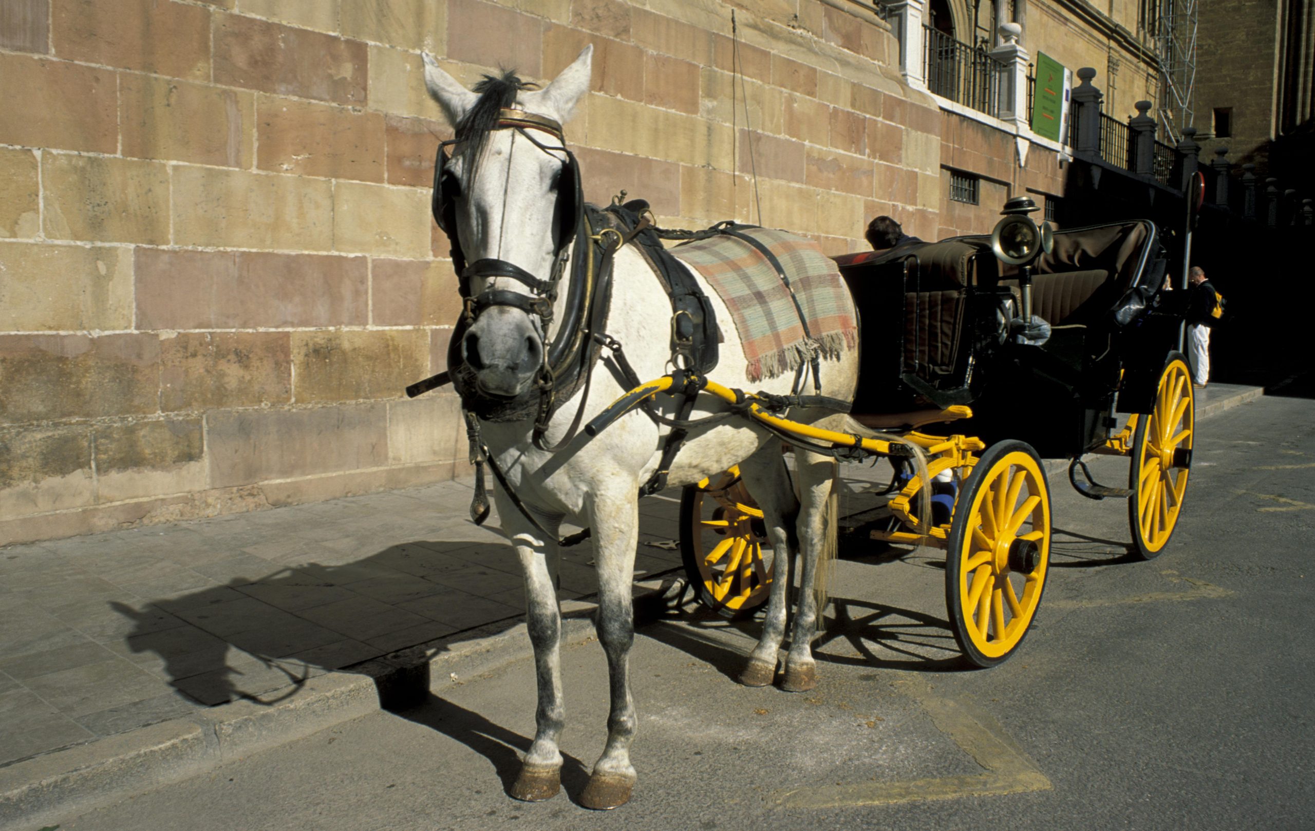 Malaga horse-drawn carriage driver beats up unhappy foreign tourist in Spain