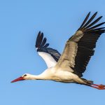 Migrating white stork birds are staying put in Spain to live off landfill sites