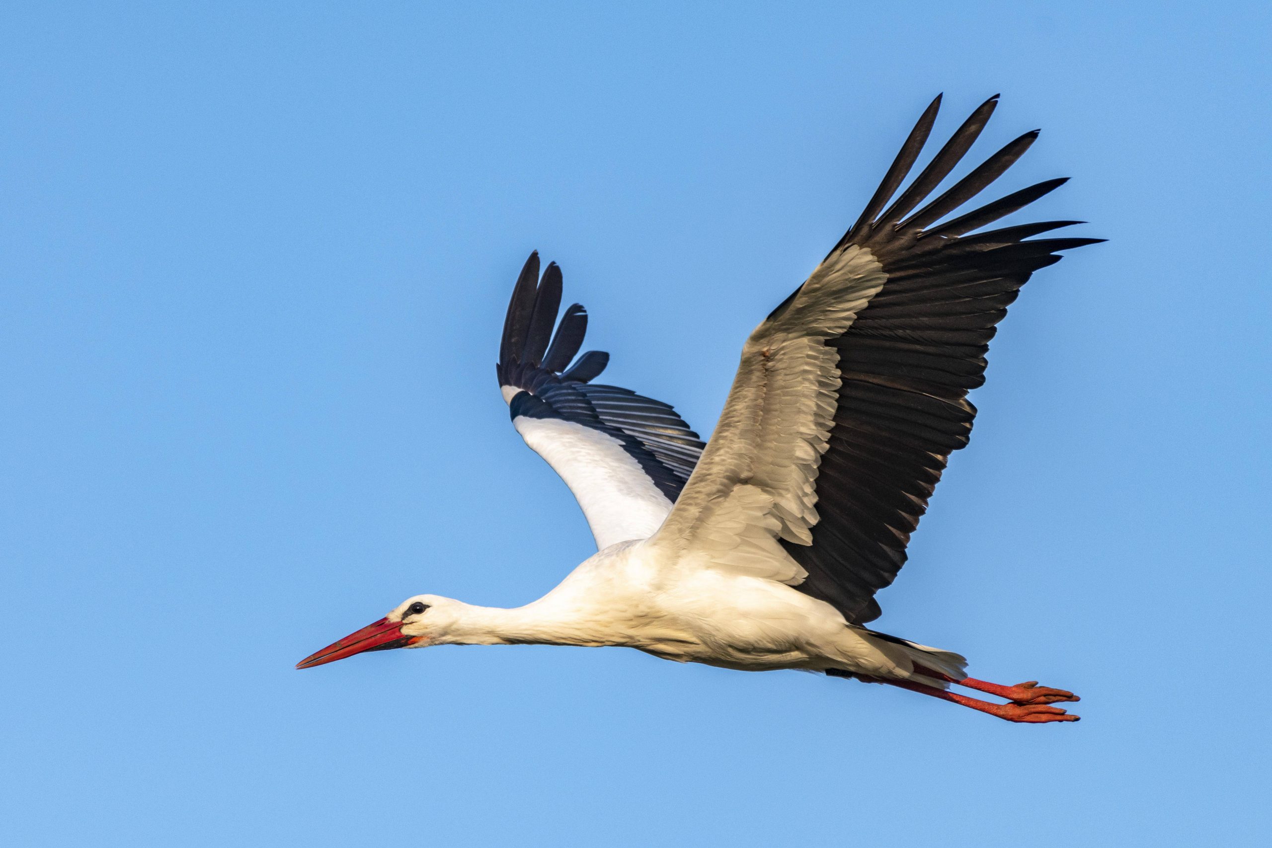 Migrating white stork birds are staying put in Spain to live off landfill sites
