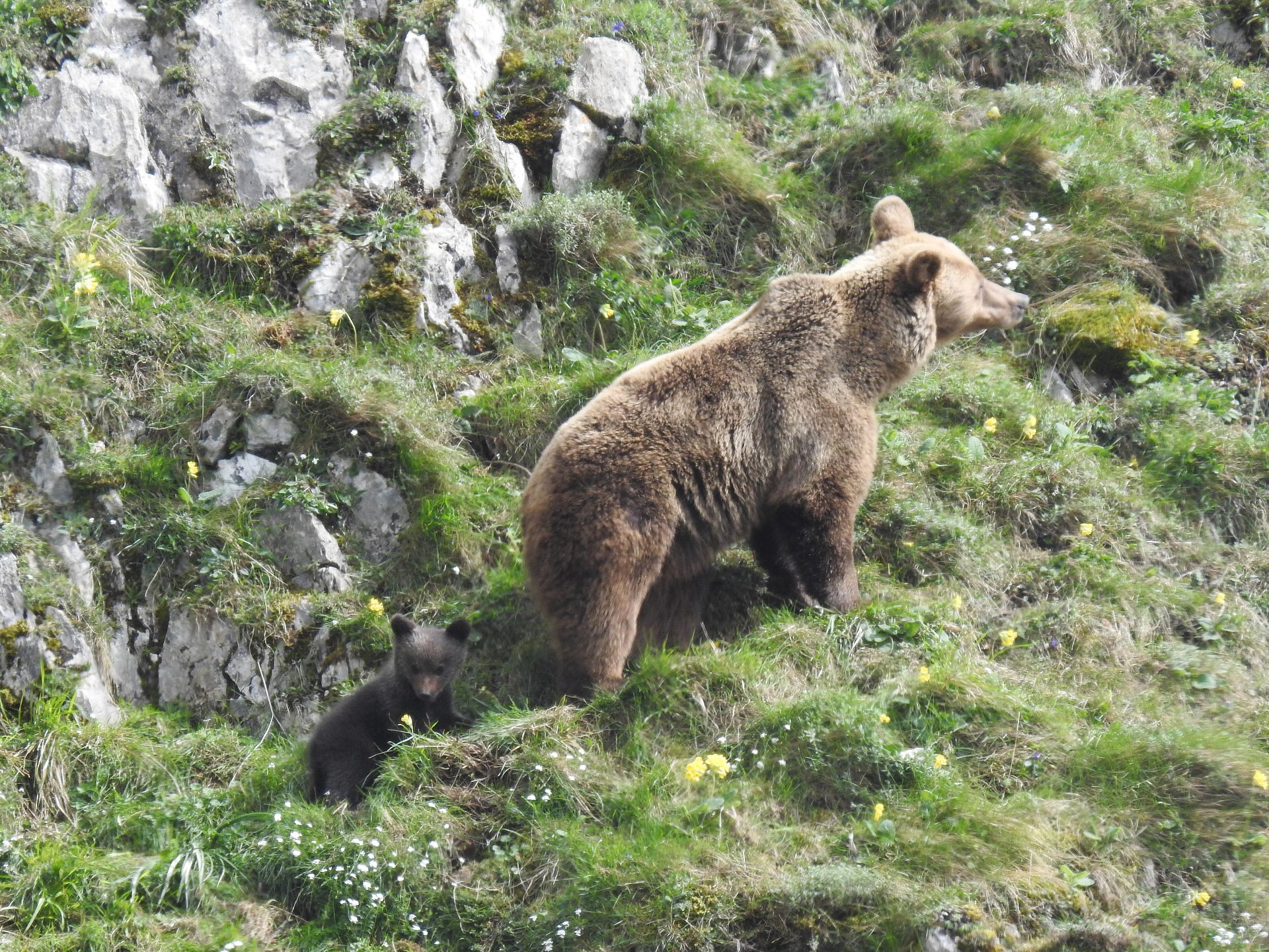 We re Going On A Bear Hunt The Ultimate Wildlife Adventure In The 