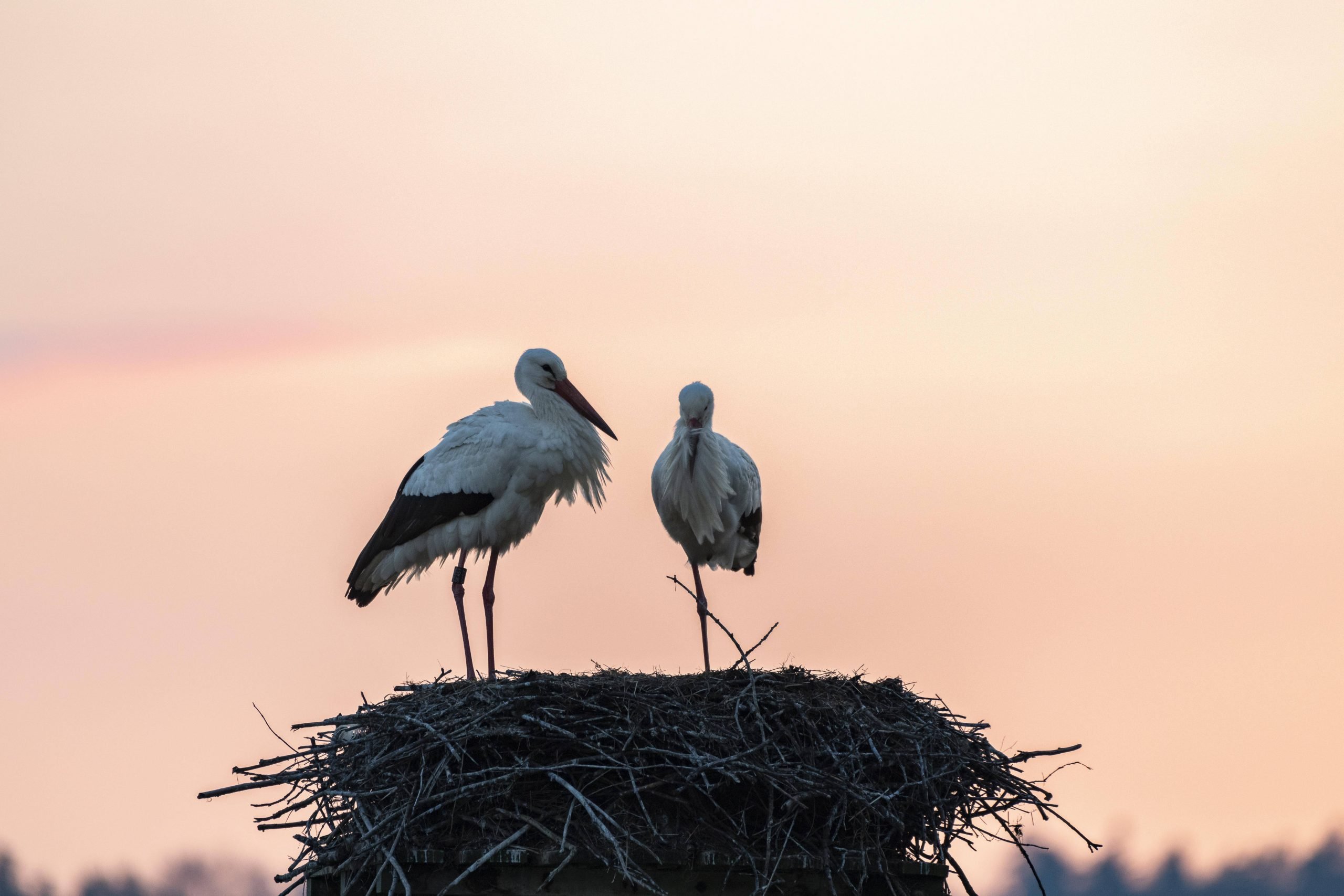 Shock as bird flu rips through Spain’s beloved stork population