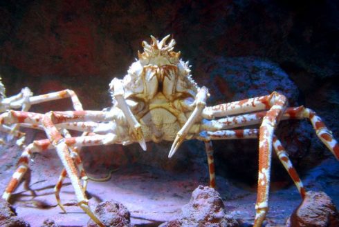 Shock and claw: Three new crab species discovered in waters off Spain’s Andalucia