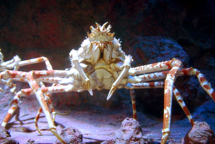 Crab Snip Wiki