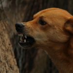 Vets in Spain’s Malaga warn of increased risk of rabies in the province