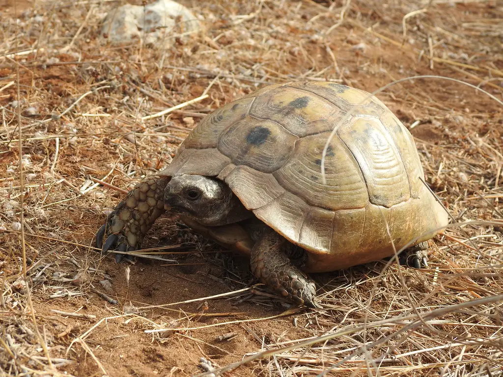 Отряд средиземноморской черепахи. Средиземноморская черепаха Палласа. Средиземноморская черепаха паласа. Средиземноморская черепаха Израиля.
