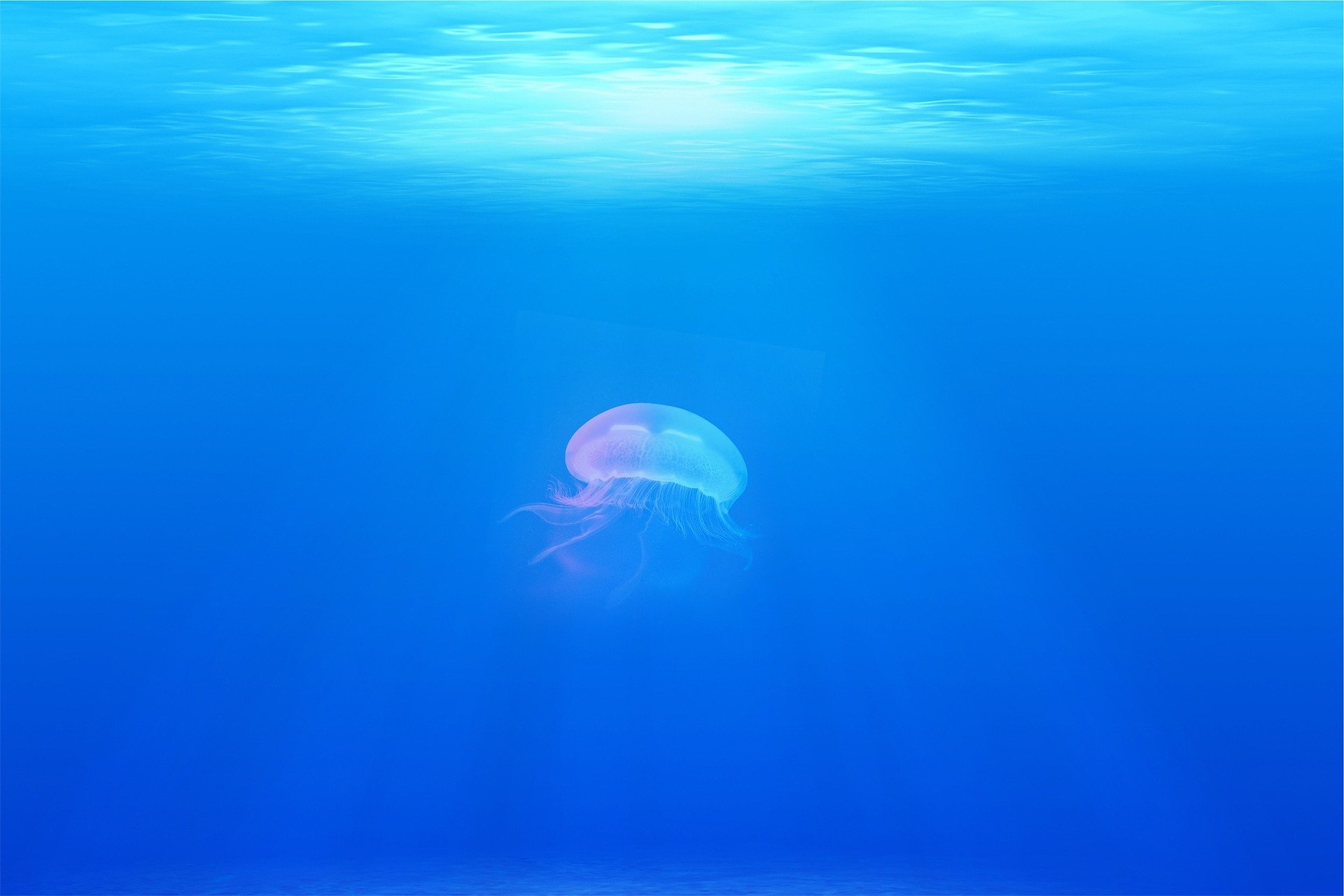 Jellyfish Ga44b2b3d3 1920