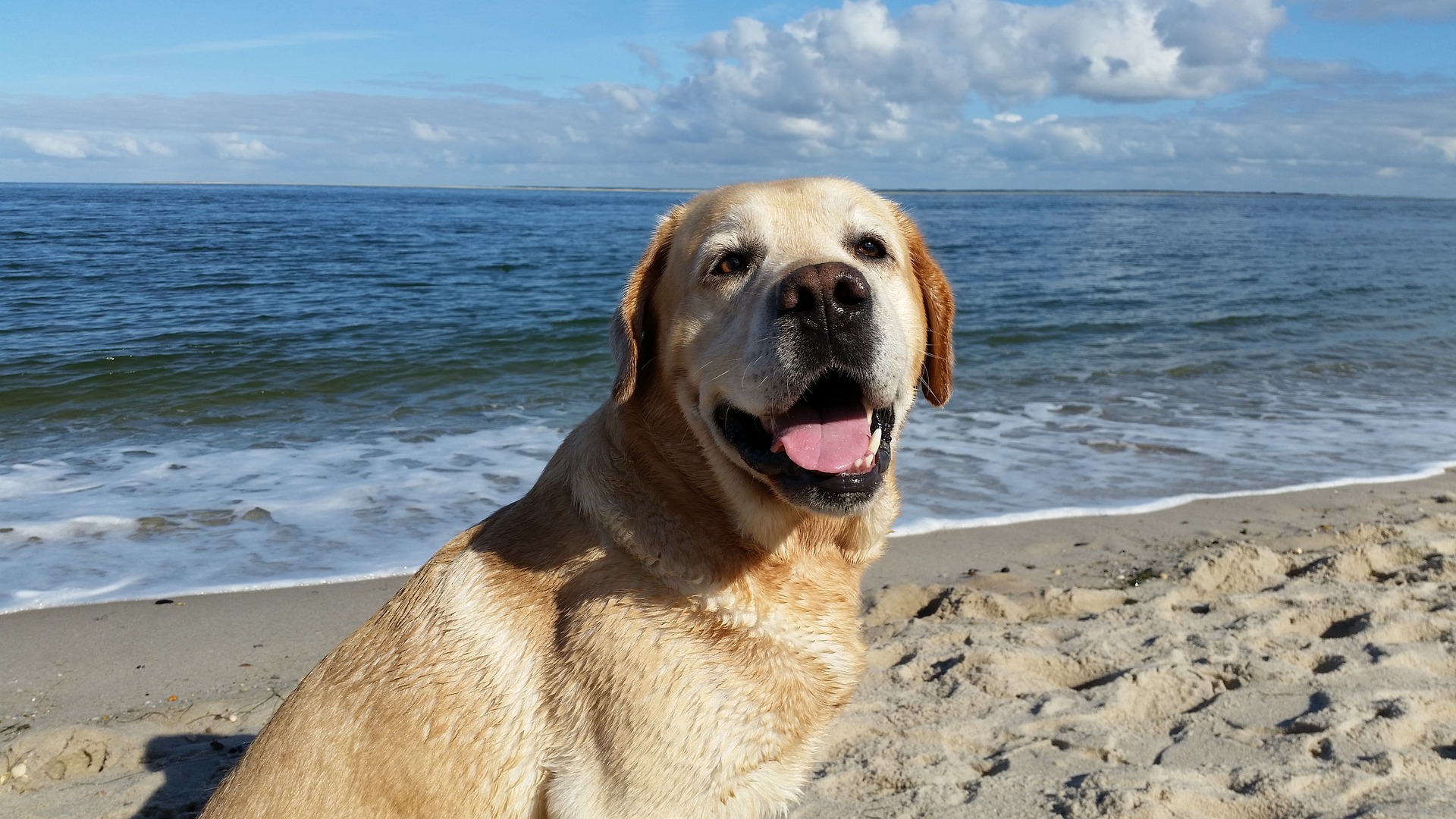 Seven practical tips for a dog-friendly day out at the seaside in Spain