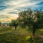 Picture On An Olive Trees And Almond Trees Field During A Sunny