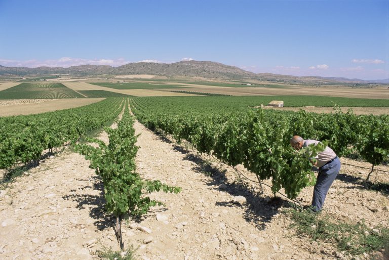 Spain’s winemakers battle to save harvest as heatwaves and drought