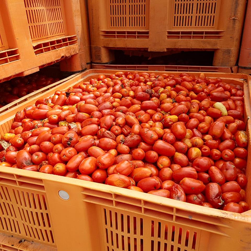 130,000 Kilos Of Tomatoes Ready For Return Of Spain's World Famous La Tomatina Festival In Valencia