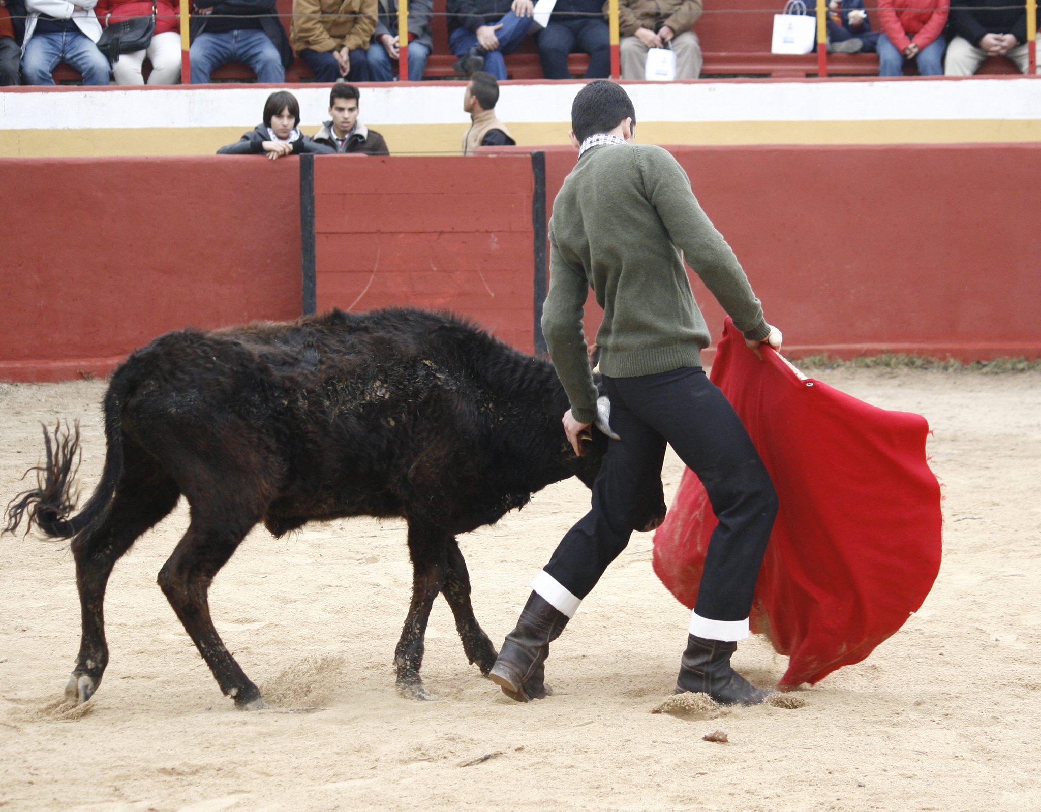 Bullfighting Event Gets Banned By Council In Spain's Valencia Area