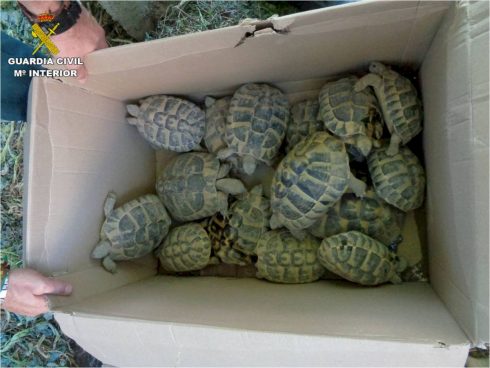 Illegal Mediterranean Tortoise Breeding Farm Closed Down On Spain's Costa Blanca