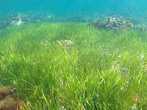 Werdemer Ecology es mi primera línea de acción