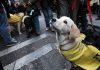 Beloved guide dog found dead after running off scared during fireworks at local fiesta in southern Spain Guide dog