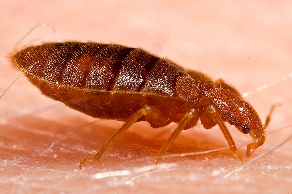 Adult Bed Bug Cimex Lectularius Ee47a5 1024