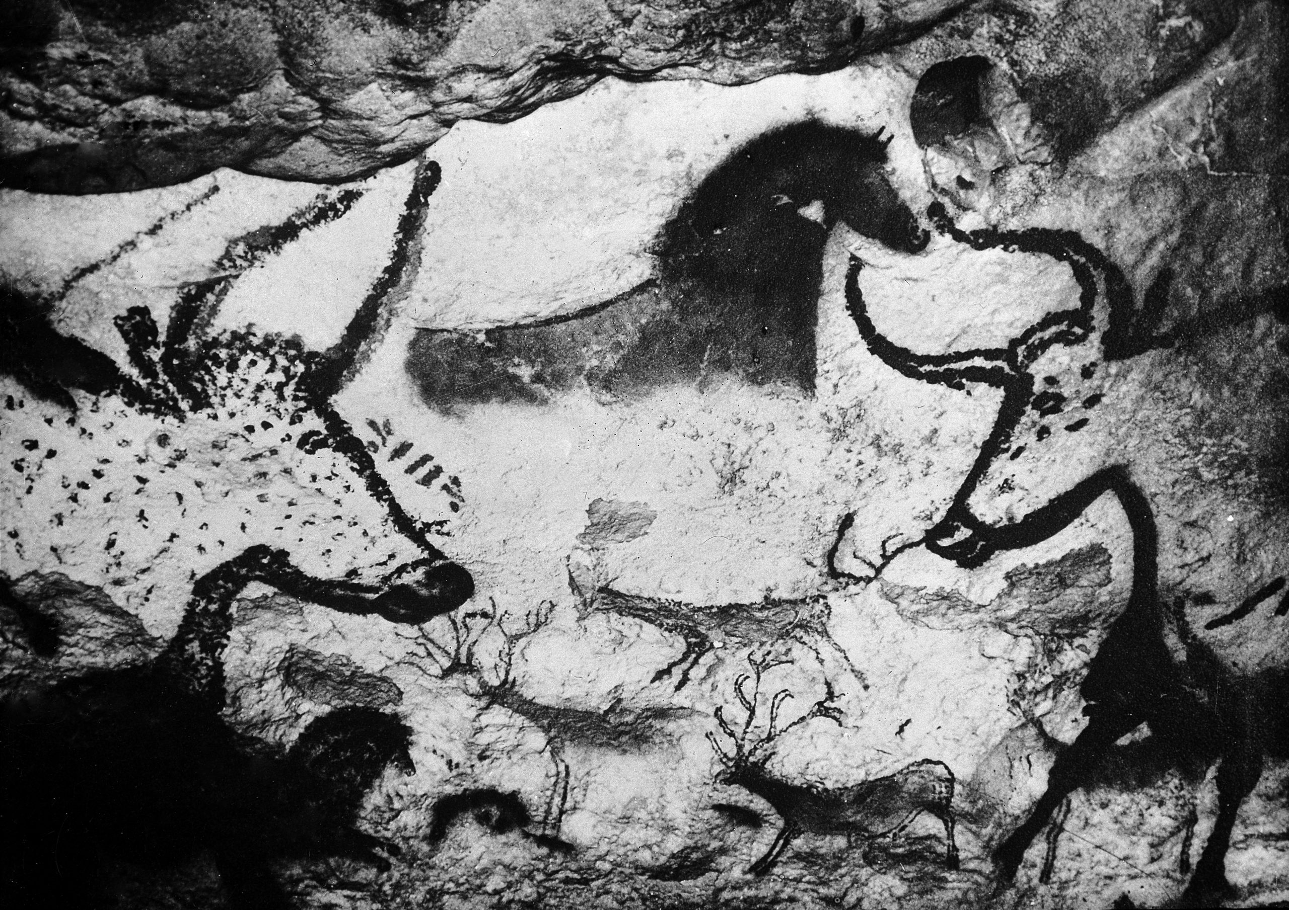 M0010910 Cervids Painted On Cave Wall And Caervids, Bovids And Horses