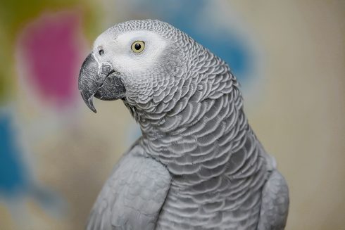 African Grey parrot