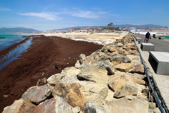 Ecologistas En Accion Seaweed