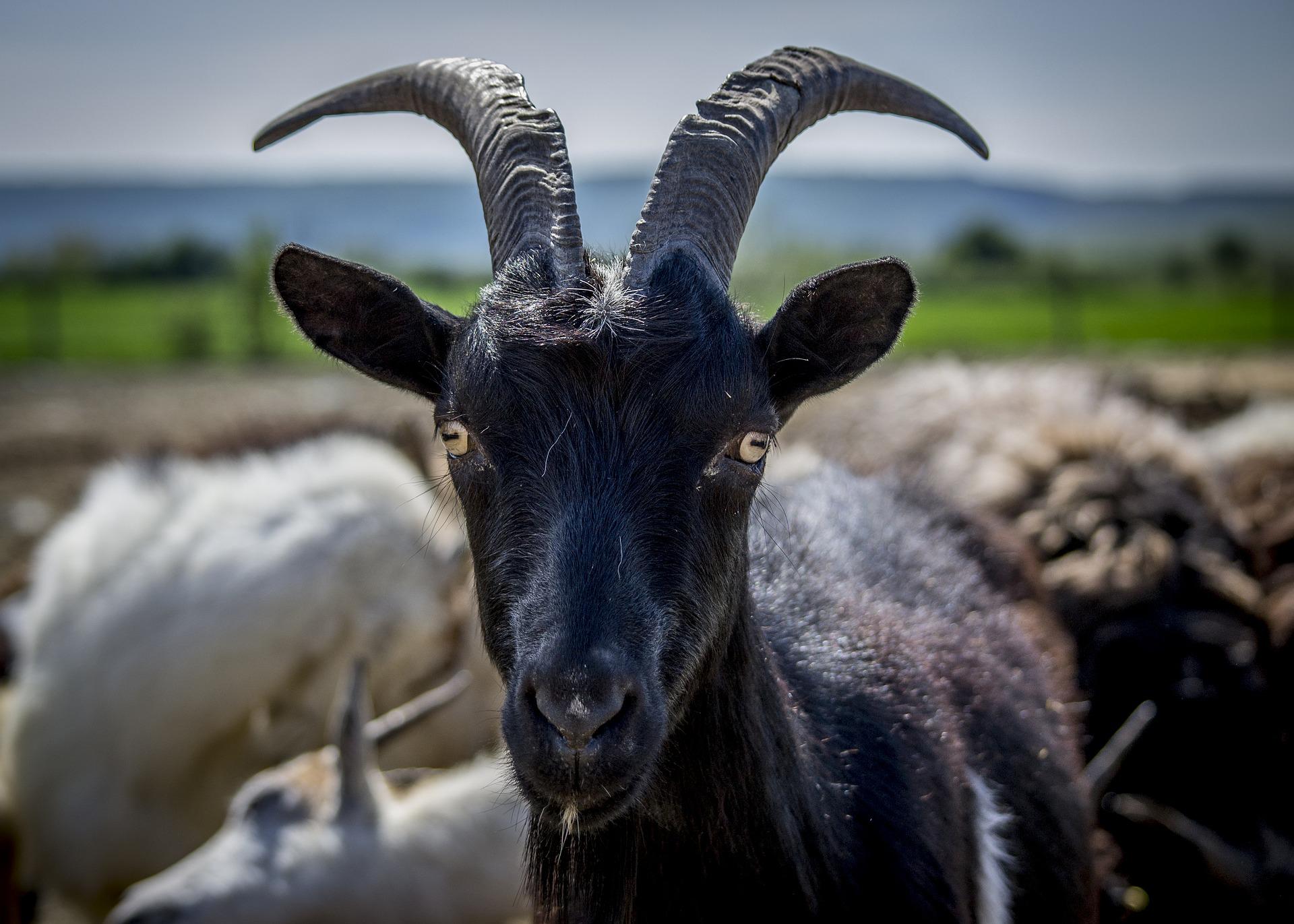 Goat smashes into jewellery shop cabinet after police chase around Cartagena city centre in Spain's Murcia region