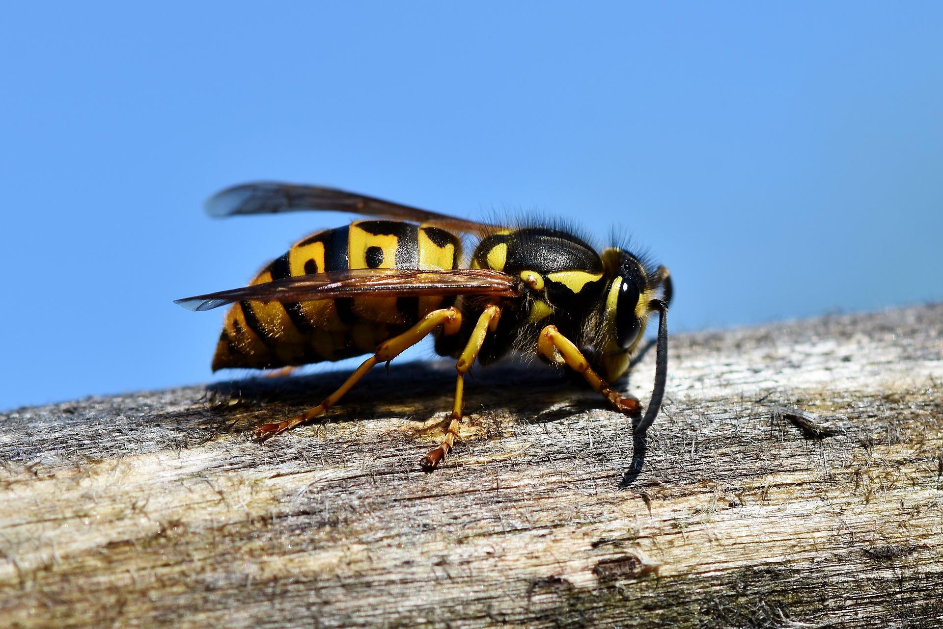 Man dies after being stung by wasp in Murcia area of Spain