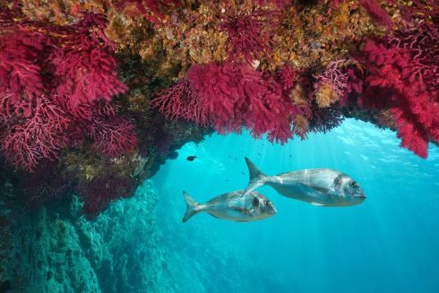 Mediterranean Sea on its way to reach its highest temperature ever recorded