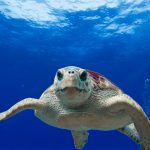 Loggerhead Turtle Gc0e654334 1920