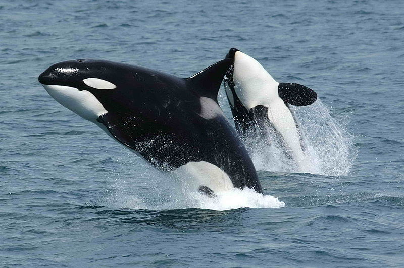 800px Killerwhales Jumping