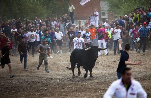 Controversial Toro de la Vega bull run goes ahead, but with no violence toward bull