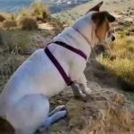 Man Kills Dog That Urinated Against His Wall And Attacked Owner In Spain's Murcia Region