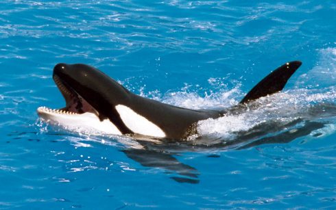 Muere tercera orca en el Loro Parque de Tenerife, España