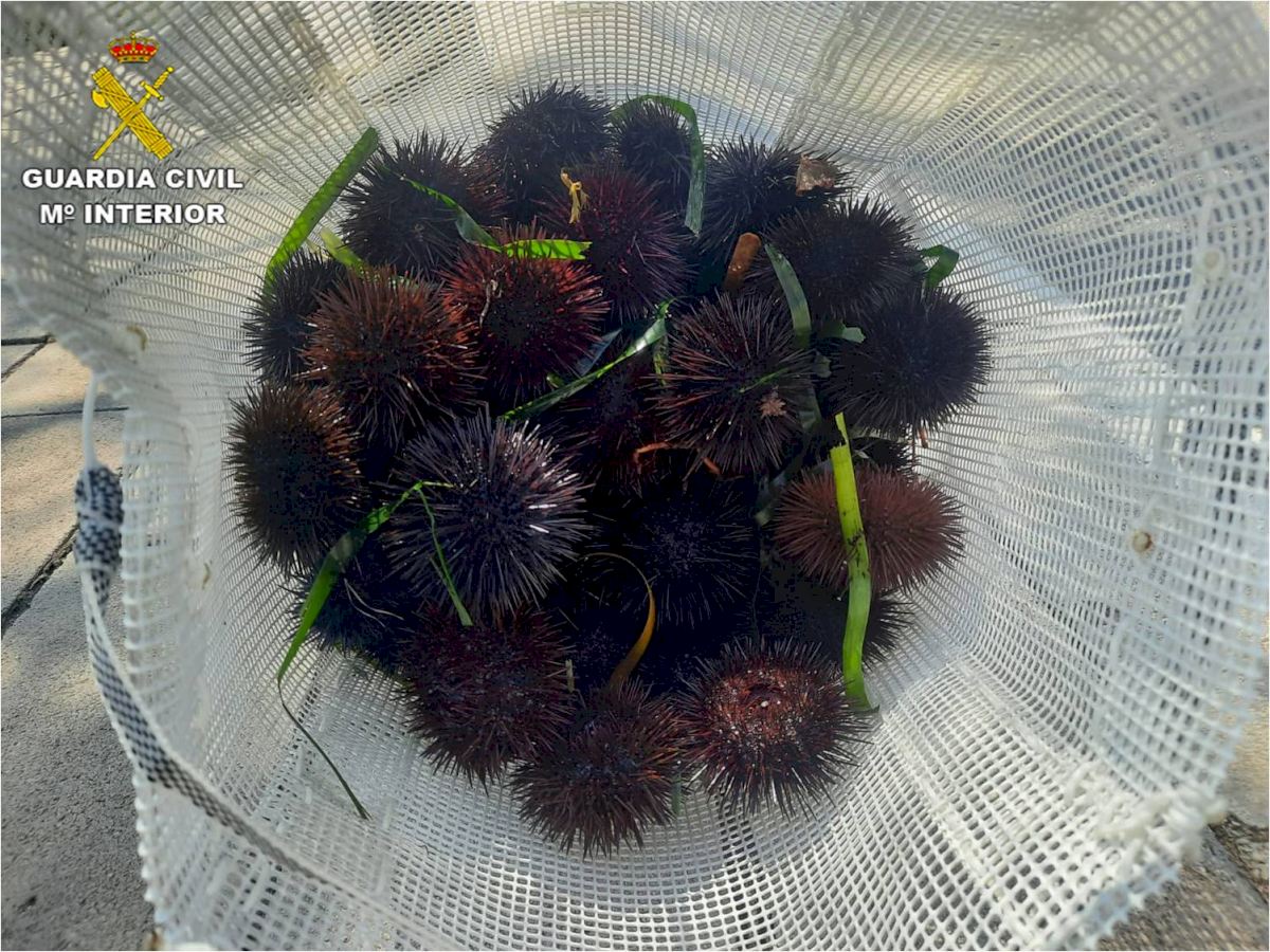 Sea Urchin Poacher Gets Surprised By Police When Exiting Sea On Spain's Costa Blanca