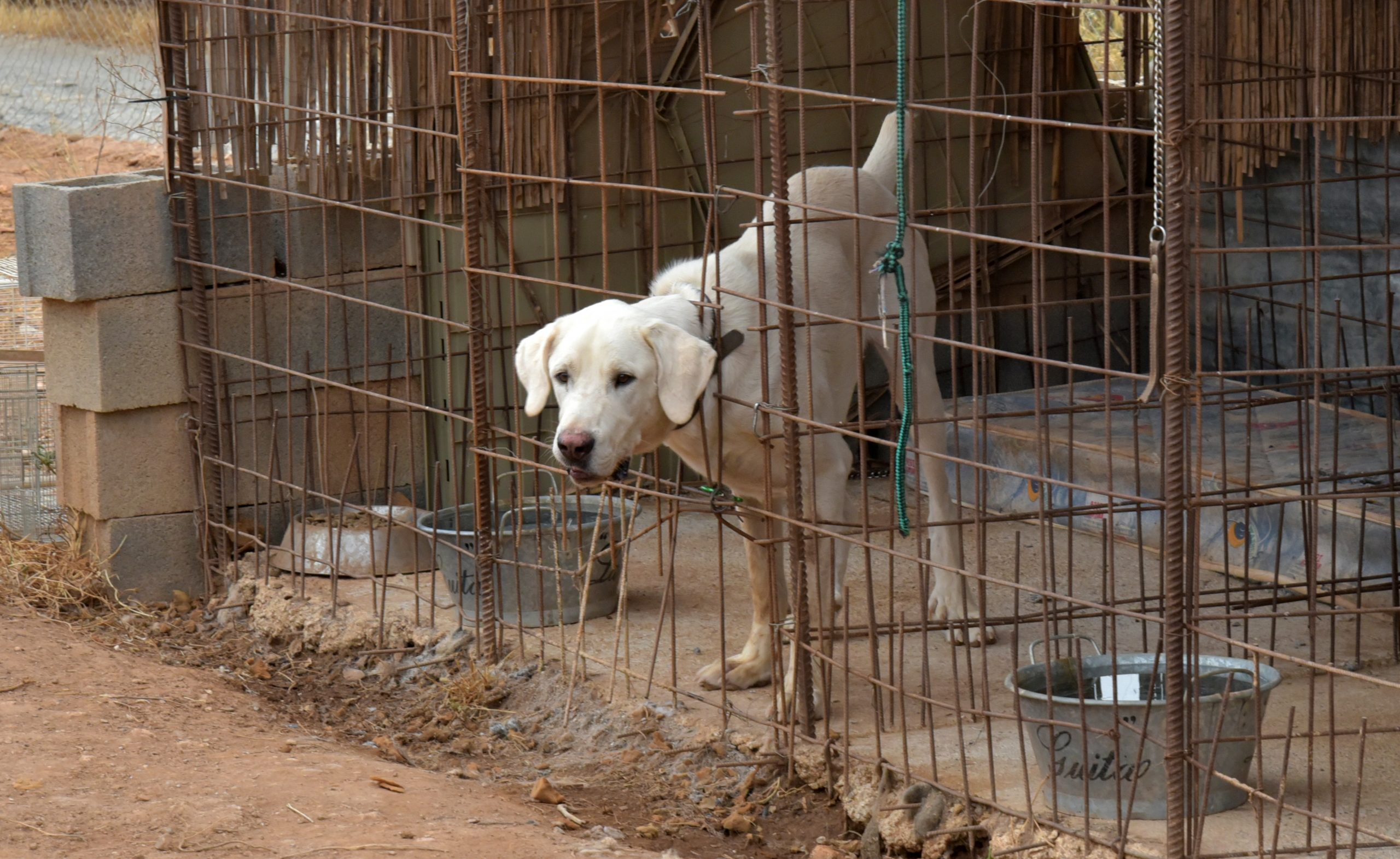 Las protectoras de animales de Málaga, España, se alarman por el aumento del número de animales abandonados por los altos índices de inflación