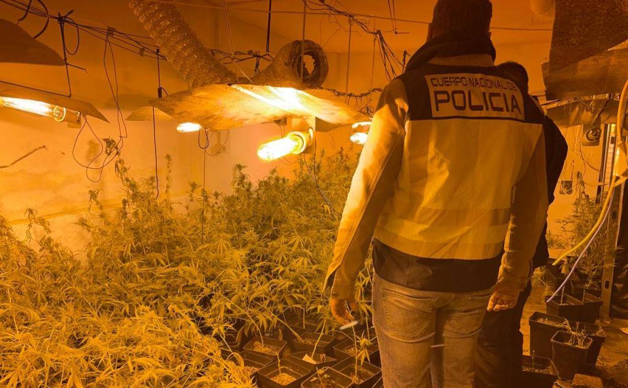 High Speed Police Chase Uncovers Big Indoor Marijuana Farm In Spain's Valencia Area