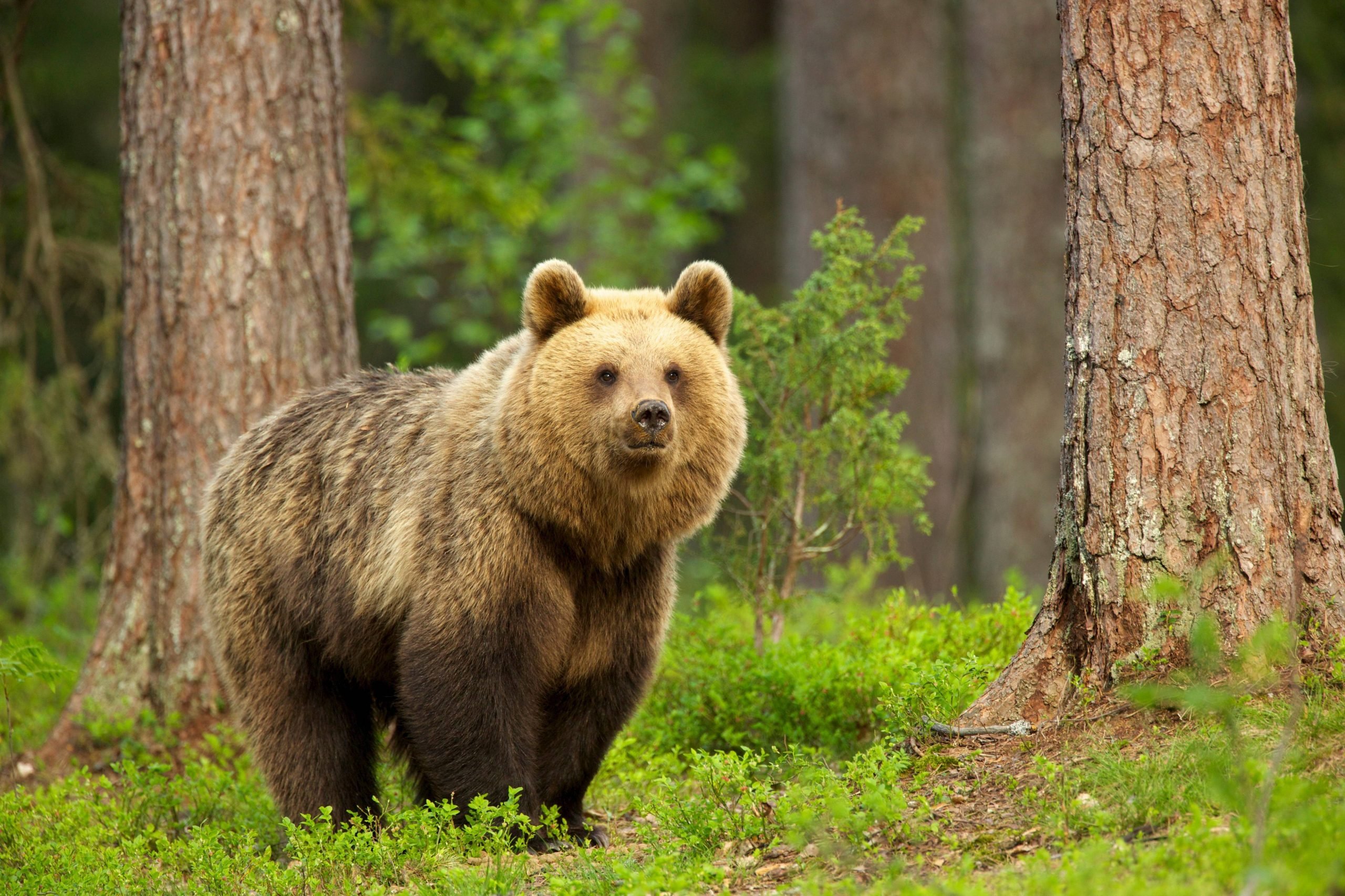 Brown Bear