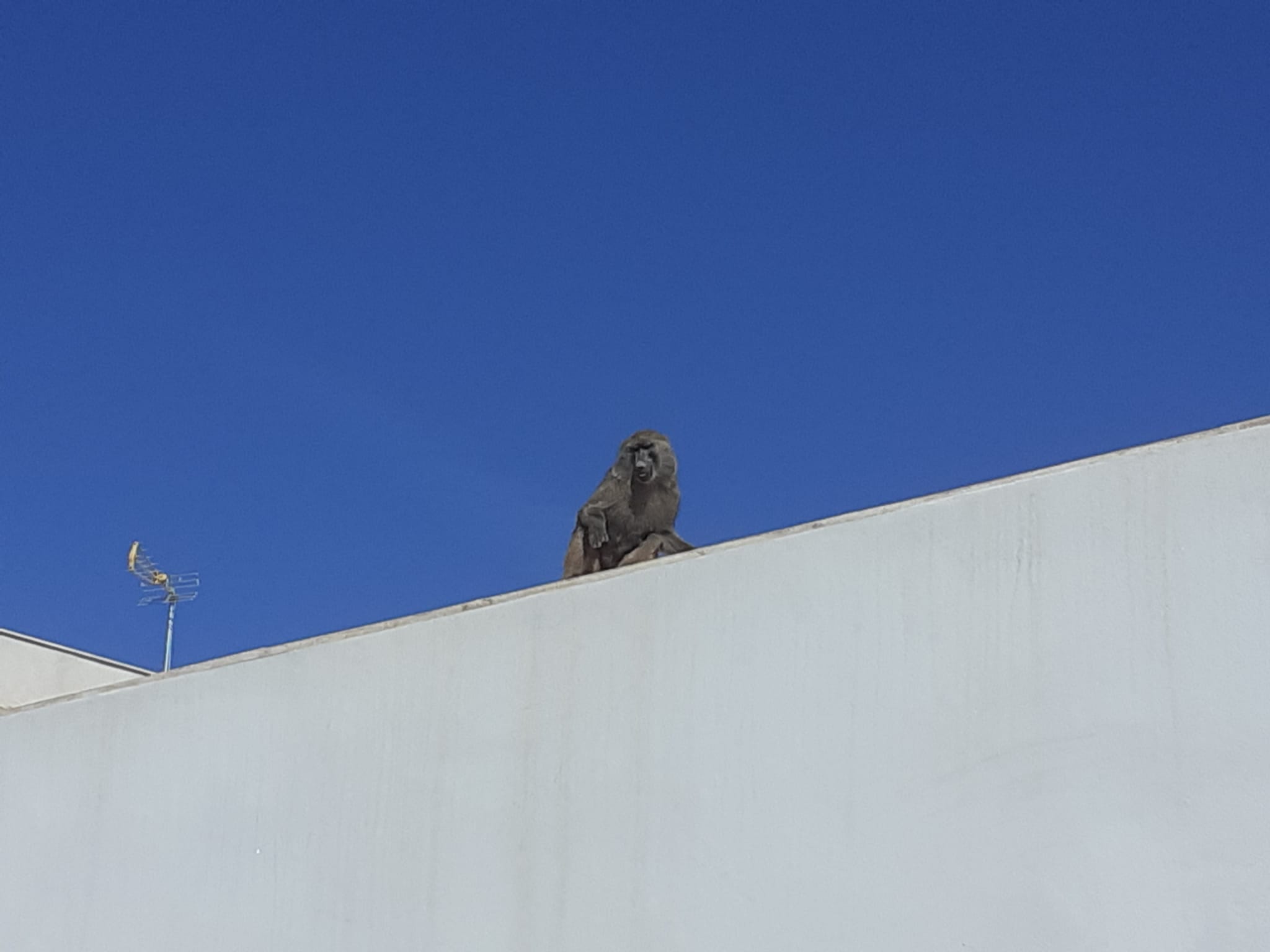 Monkey Business In Spain's Murcia City As Baboon Goes On Rogue Journey